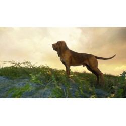 theHunter  Call of the Wild   Bloodhound DLC   PC Steam Kod Klucz