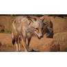 Planet Zoo   Americas Animal Pack DLC   PC Steam Kod Klucz