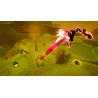 Risk of Rain 2 + Survivors of the Void + Seekers of the Storm Bundle PC Steam Kod Klucz